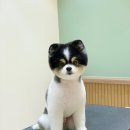 카멜리몽 이미지