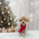 하이테디 이미지