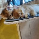 고양이카페 아이캣유 이미지