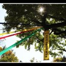 보석사   은행나무 이미지