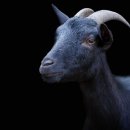 황금염소농장 이미지