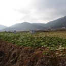 삼일농장 이미지