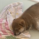 시바나라 이미지