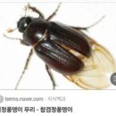 마카로또 이미지