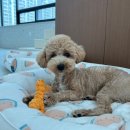 하이,포포 이미지