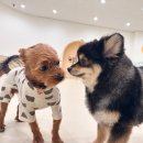 털로덮인친구들 수원시청역점 | 🌟 수원 애견유치원 &amp; 애견호텔, 털로덮인친구들 수원시청역점에서 최고의 케어를 경험하세요! 🌟
