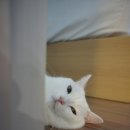 갤러리3 네이버블로그