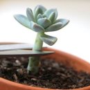 다육아틀리에
