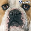 예 동물병원 이미지