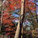 (20181029) 유명산 [有明山] 산행 이미지