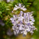 로즈마리 이미지