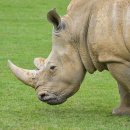 코뿔소 이미지