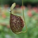 네펜데스(Monkey cup, Tropical pitcher plant) 이미지