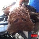 머리농장 이미지