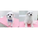 조아펫살롱 이미지