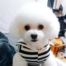 엔젤애견 이미지