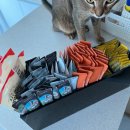 캣솔루션 | (베츠솔루션) 캣 데일리 올인원 한 달 후기