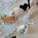 멍멍아학교가자 (대곡점) 이미지