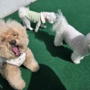 아이들천국(꿈초롱)유치원 | 김포 애견유치원 &#39;댕동댕유치원&#39;에서 펼쳐지는 행복한 하루! 🐶