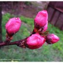 홍매화 민박 이미지