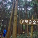 상관편백숲길 이미지