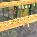 나비부화장 이미지