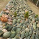 만차랑단호박 판매 이미지