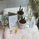 후문편의점 | 수원 광교 디저트 카페 수제 쿠키 스콘 경기대 후문 맛집 카페몽글 단체 기념일 선물 추천