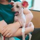 별사랑동물병원 | 포도, 강아지 백내장 수술하다! - 노령견 백내장 수술 후기