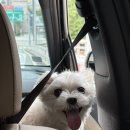 카페숲 - 남동구 남촌시장로 7 | 가평 카페 추천 릴리 아침고요수목원 근처 애견동반 카페 내돈내산 숲뷰 후기