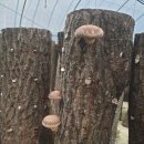참나무원목표고버섯오늘만할인합니다 이미지