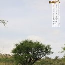 세렝게티 이미지