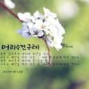 아하참머리