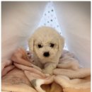 도그마루 강아지고양이 일산점 이미지