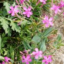 예림이네민박 이미지