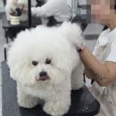 대림애견