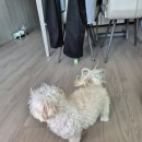 바로병원 | 안양 바로외과동물병원 슬개골 탈구 수술 후기