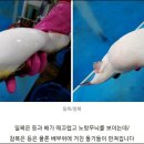 해미복어