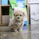 둔포애견 이미지