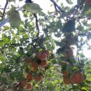 해풍농장 이미지