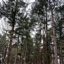 장터순대 서쪽 | 춘천 여행 12월 겨울 가볼만한곳 청평사 남이섬 중앙시장 로망스투어
