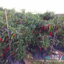 신길농장 이미지