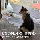 인천 차이나타운 카페 블루하라, 길고양이 쉼터