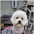 복이애견샵 이미지