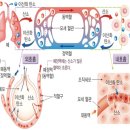 프라나 이미지