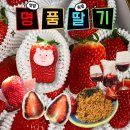 내 인생 역대급 딸기, 홍희딸기 내돈내산 솔직후기 (feat. 딸기 코스 요리)
