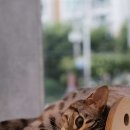 피정현 동물병원 이미지