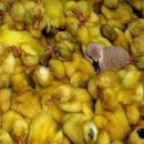 미운오리새끼 이미지