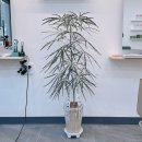 장평조경 | 순천 개업화분 선물, 자뎅드메르시 이용후기 남겨요 🌿