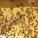 완주양봉원 이미지